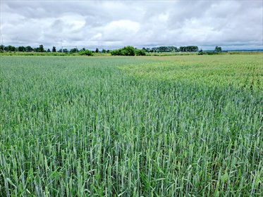 działka na sprzedaż 95000m2 działka Elbląg, xxx