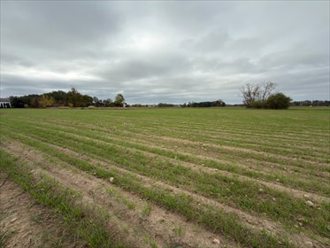 Działki budowlane w Cholewach - własny dom blisko Płońska. działka Cholewy
