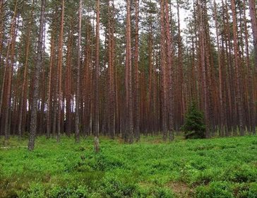 działka na sprzedaż 16700m2 działka Choszczno