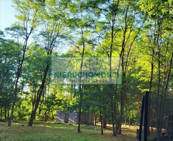 Urokliwa działka 3000 m² z lasem i dostępem do rzeki działka Budy Mszczonowskie