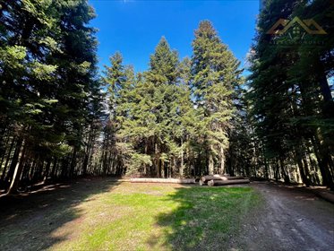 działka na sprzedaż 6100m2 działka Czermna