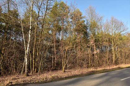 Działka leśna z prawem budowy na sprzedaż Nowy Świat 2 770m2 Foto 1