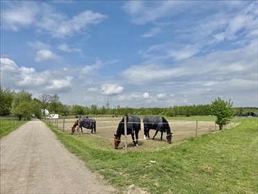 działka na sprzedaż Świętochów Tarczyn 6000 m2