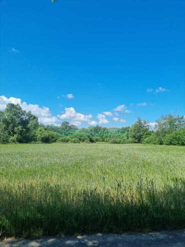 Działka 5500 m2 z mediami i możliwością podziału działka Jaktorów-Kolonia