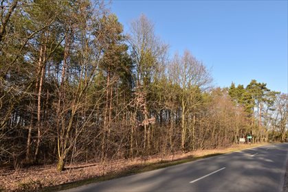 Działka leśna z prawem budowy na sprzedaż Nowy Świat 2 770m2 Foto 4