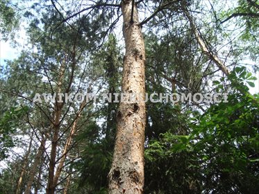 działka na sprzedaż 2313m2 działka Podkowa Leśna, Podkowa Leśna Wschodnia