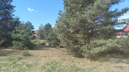 Do sprzedania działka 1070 m² z mediami i sosnami działka Janówek Pierwszy