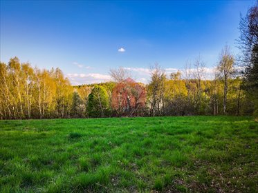 Działka 3,33 ha z lasem i możliwością zabudowy - Kraczkowa działka Kraczkowa