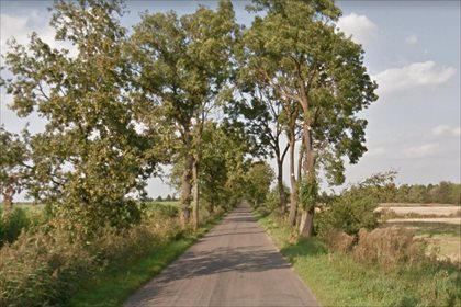 Działka siedliskowa na sprzedaż Międzylesie, Rogoźno 15 794m2 Foto 4