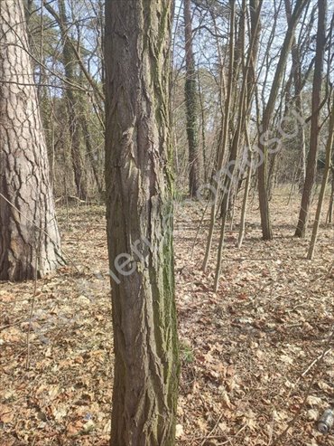 działka na sprzedaż 1800m2 działka Milanówek