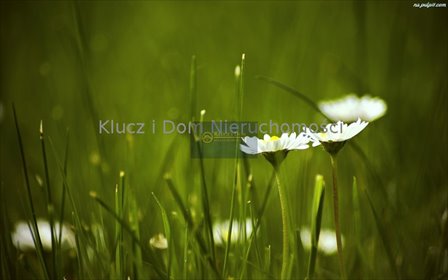 działka na sprzedaż 9051m2 działka Konotopa