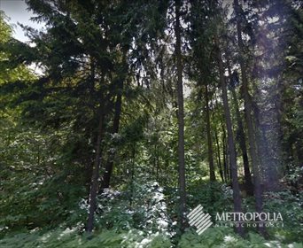 Działka leśna na sprzedaż Ostrężnica 19 600m2 Foto 1