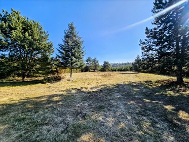 działka na sprzedaż 8600m2 działka Osuchów, Leśna
