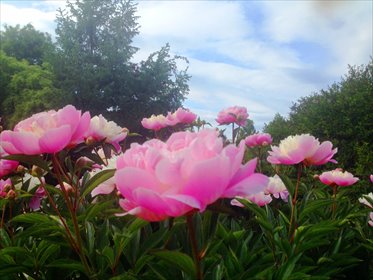 mieszkanie na wynajem 68m2 mieszkanie Poznań, Centrum, UL.WOJSKOWA,BLISKO,PUMS MOWE BUDOWNICTWO