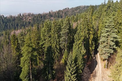 Działka leśna 4209 m² w Ostrowsku – idealna dla natury i inwestycji działka Ostrowsko