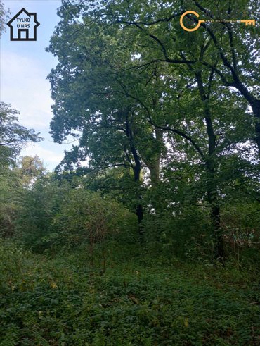 działka na sprzedaż 10120m2 działka Lisewo