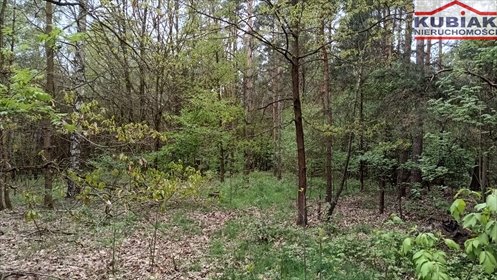 Sprzedam działkę 9 296 m² z lasem i planem zabudowy działka Zaręby