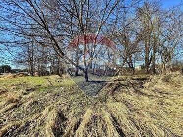 Działka 1408 m² z kasztanami w Radlinie - polecam działka Radlin, Rydułtowska