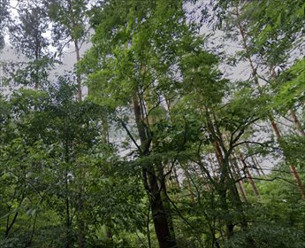Sprzedam działkę 4860 m² w Międzylesiu blisko Mazowieckiego Parku działka Warszawa, Wawer Międzylesie
