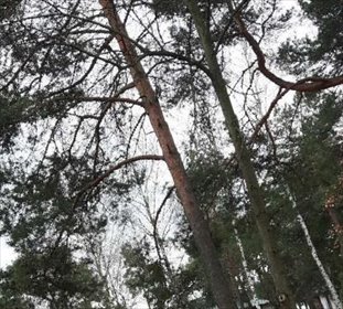 działka na sprzedaż 1683m2 działka Józefów, Księdza Malinowskiego