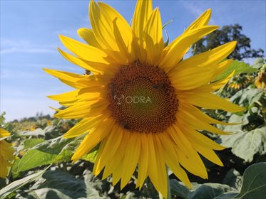 działka na sprzedaż 19900m2 działka Jelcz-Laskowice