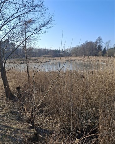 Lokal użytkowy na sprzedaż Tartak 52 600m2 Foto 4