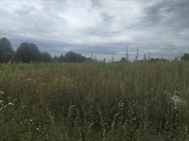 Działka budowlana na sprzedaż Pokrzywnica, Polna 2 980m2 Foto 2