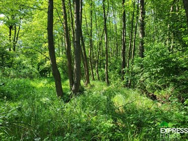 działka na sprzedaż 17281m2 działka Świerszczów