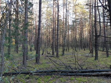 działka na sprzedaż 4100m2 działka Kąty