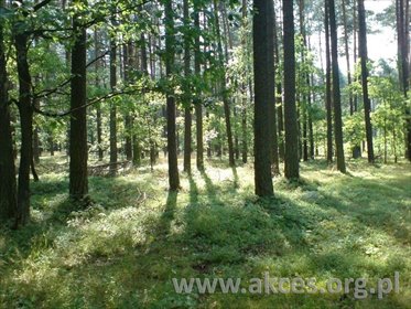 działka na sprzedaż 3000m2 działka Otwock, Śródborów