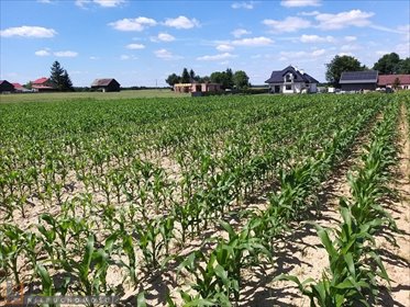 działka na sprzedaż 3051m2 działka Celiny