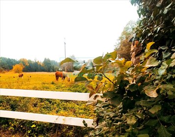 działka na sprzedaż 9300m2 działka Kamionka