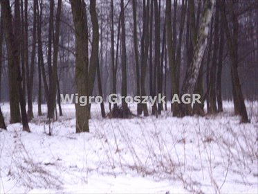Działka 22 000 m² w Kampinosie - blisko natury i dzikiej przyrody działka Kirsztajnów