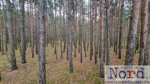 działka na sprzedaż 26100m2 działka Sztabin