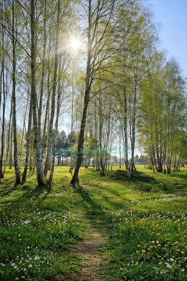 Działka 1150 m² w Radziejowicach blisko pałacu i parków działka Radziejowice-Parcel