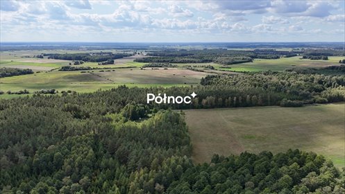 Zapraszam do zakupu lasu 11,8 ha brzozowo-sosnowego z możliwością zrębu działka Pieńczykowo