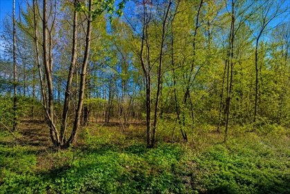 Działka w otoczeniu natury z potencjałem inwestycyjnym działka Grabów Nad Pilicą, Kolejowa