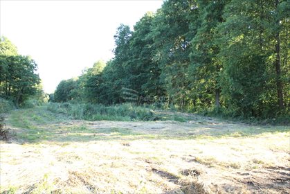 Działka leśna na sprzedaż Daniszewo 7 000m2 Foto 2
