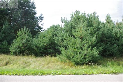 Działka rolna na sprzedaż Radoszyna 31 100m2 Foto 3