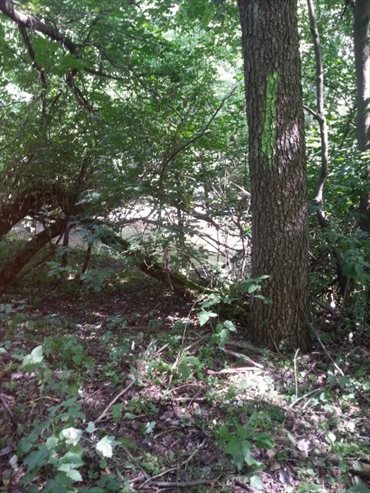 Działka budowlana na sprzedaż Otwock, Mlądz 7 050m2 Foto 3
