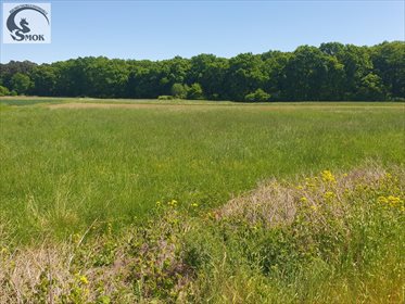 działka na sprzedaż 5400m2 działka Ispina