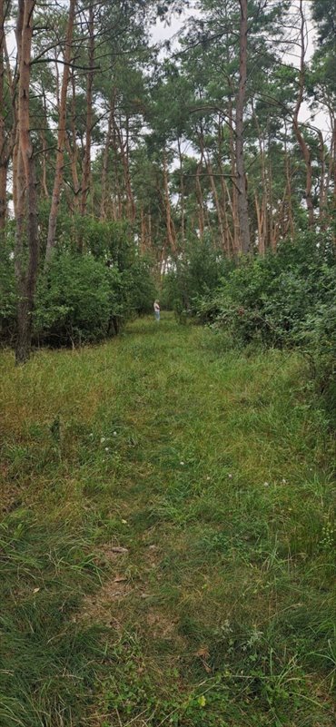 działka na sprzedaż 27000m2 działka Wągrowiec