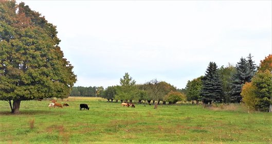 działka na sprzedaż 5066m2 działka Łubianka