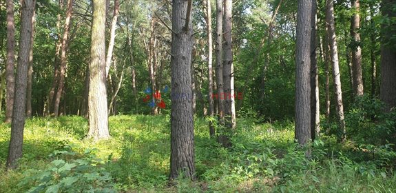 Działka 2400 m² pod zabudowę z starodrzewem w Magdalence działka Magdalenka