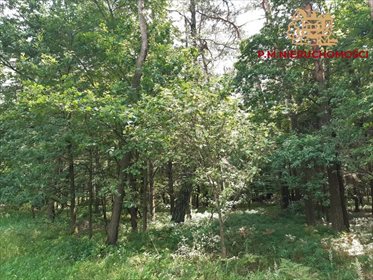 Działka leśna na sprzedaż Rybnik, Ochojec 4 600m2 Foto 1
