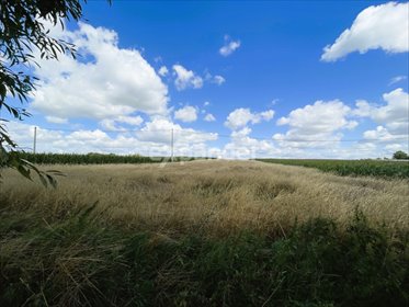 działka na sprzedaż 11900m2 działka Trojanów