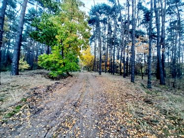 Działka rekreacyjna na sprzedaż Mianów 2 828m2 Foto 5