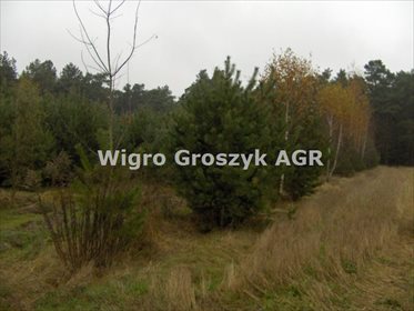 Działka 11 000 m² w Pawłowicach, las i spokojna okolica - polecam! działka Pawłowice