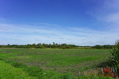 Działka inna na sprzedaż Rożdżałów 10 000m2 Foto 3