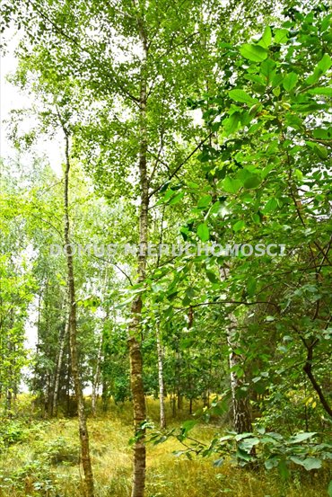 Działka 7075 m² w Zacywilkach - zapraszam działka Zacywilki
